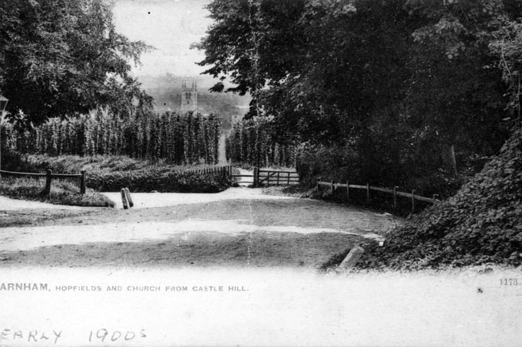 Farnham's hop gardens and St Andrew's Church as seen from Castle Hill in the early 1900s